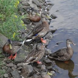 cropped_DSC01625.JPG